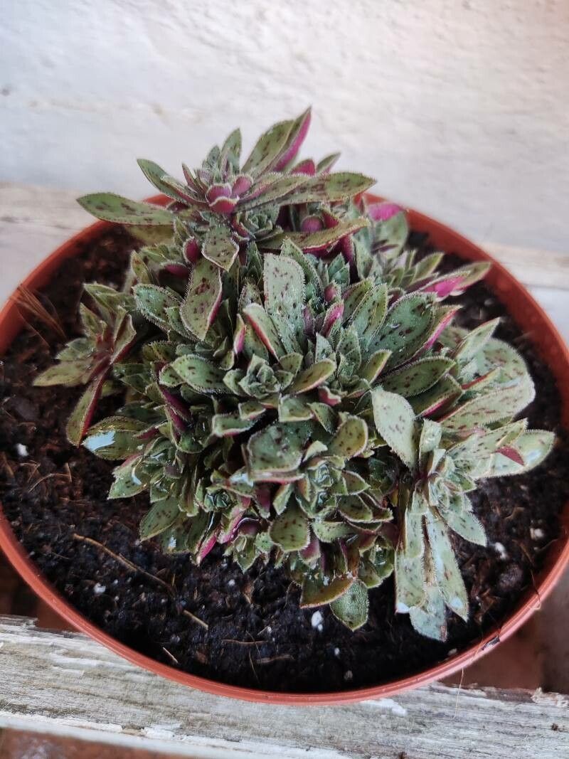 Aeonium × aguajilvense — search result for 'Aeonium'