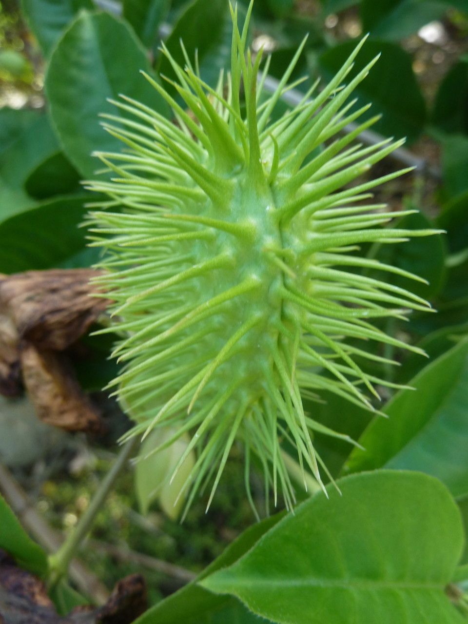 Allamanda violacea fruit