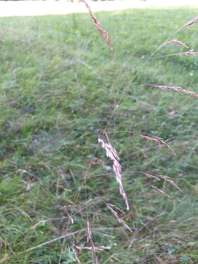 Deschampsia cespitosa flower