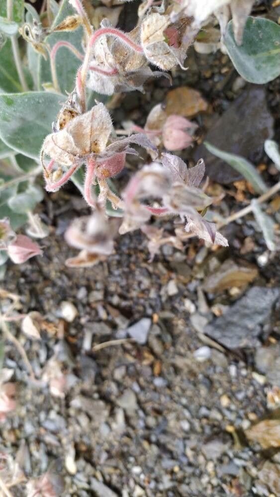 Trichodesma afghanicum flower