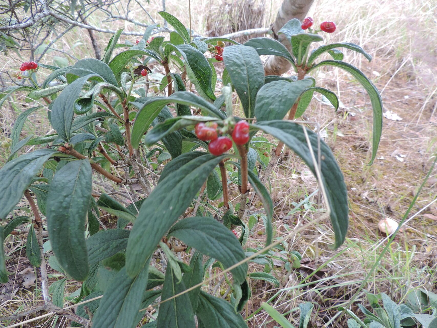 Psychotria spithamea fruit