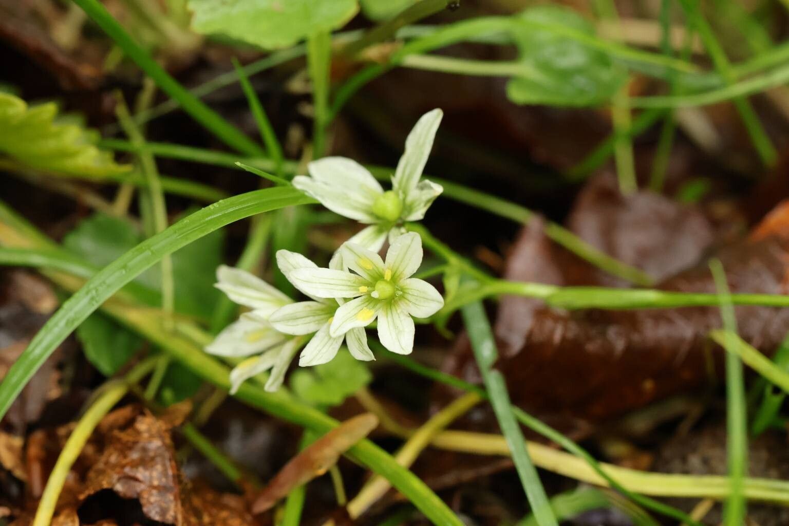 Gagea triflora — search result for 'Gagea'