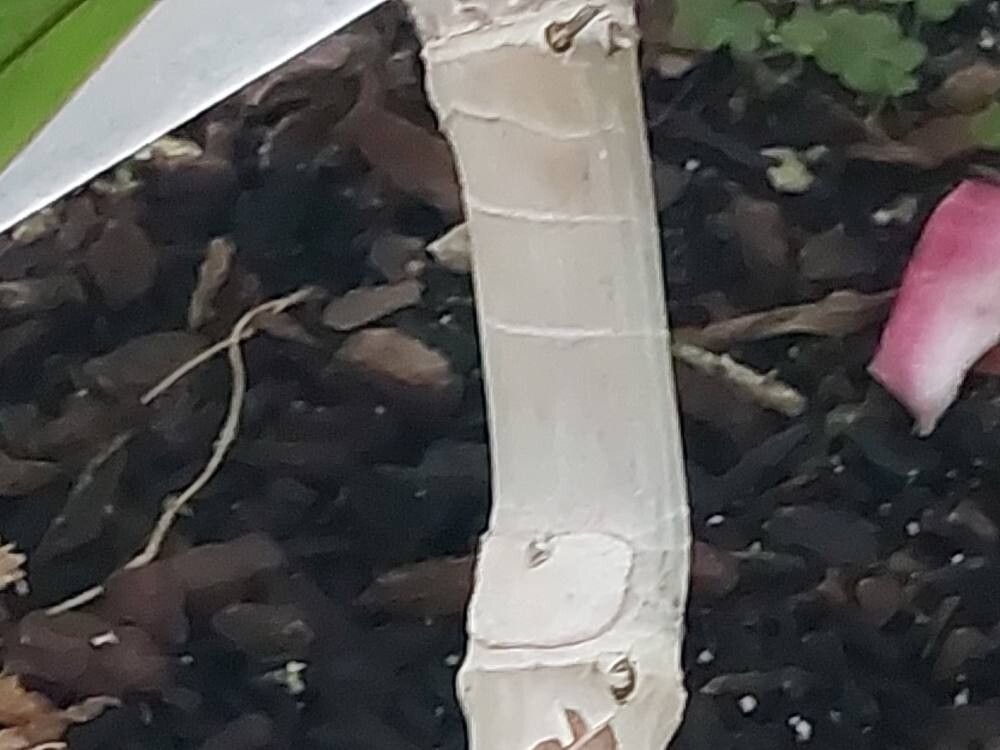 Philodendron sparreorum bark