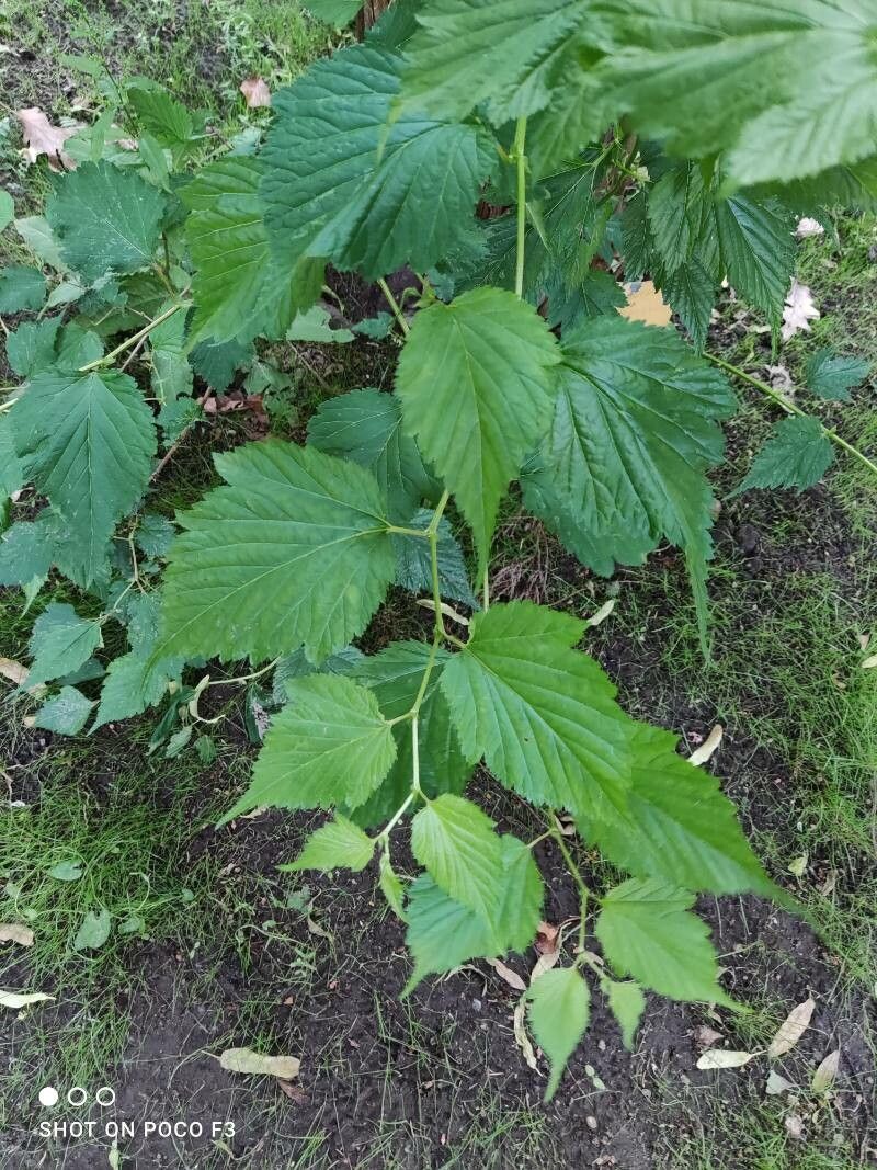 Neillia affinis leaf