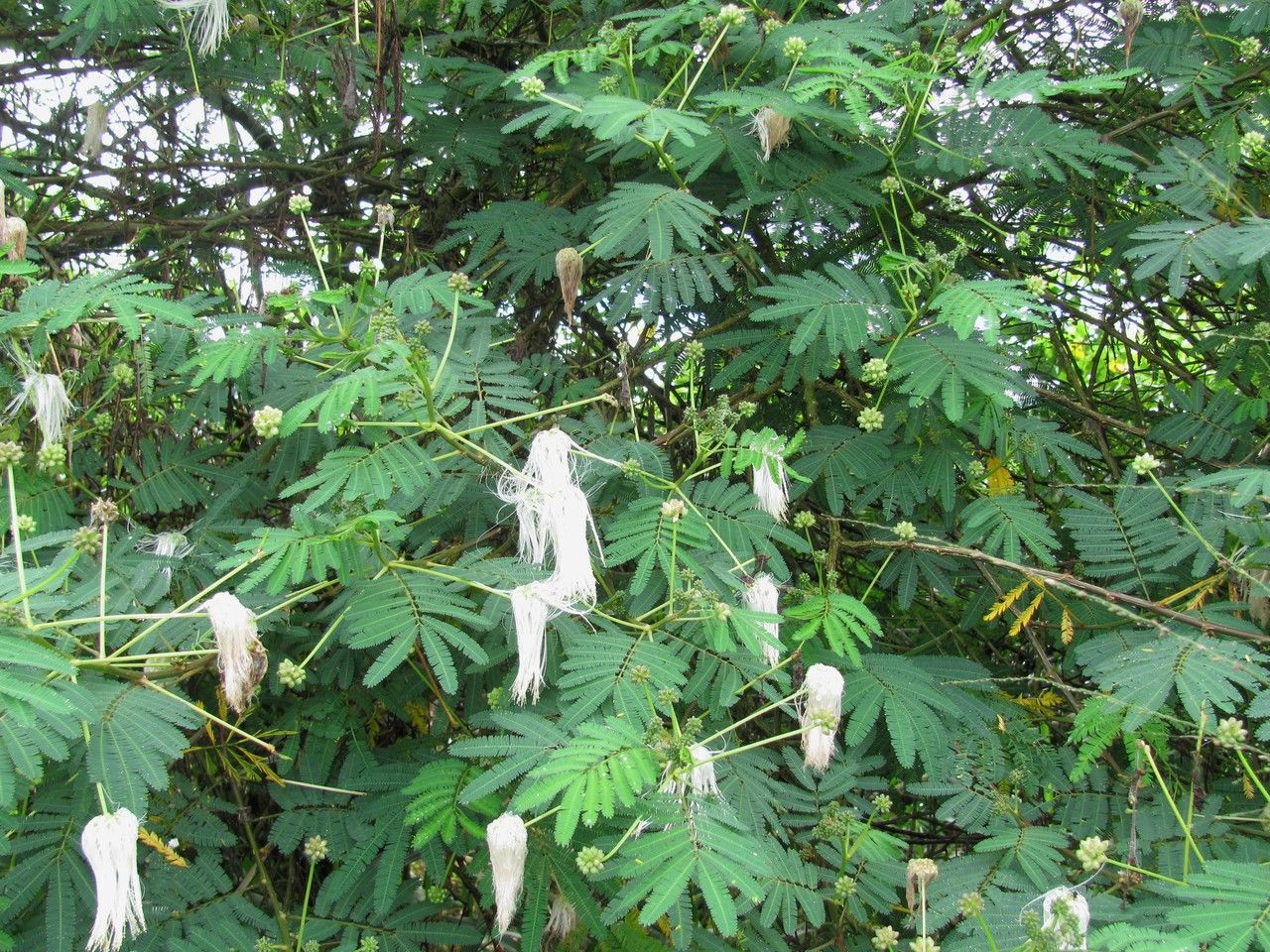 Zapoteca mollis habit