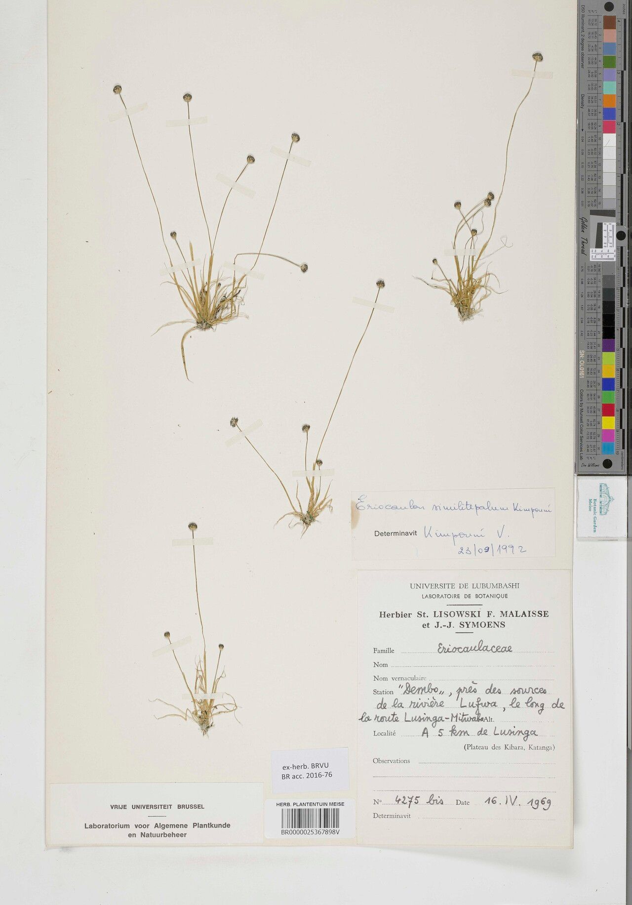 Eriocaulon similitepalum — houseplant care guide