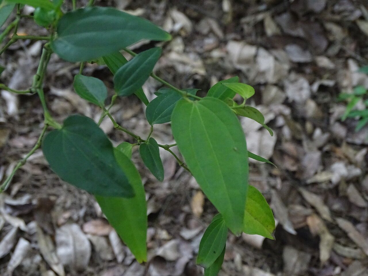 Piper amalago leaf