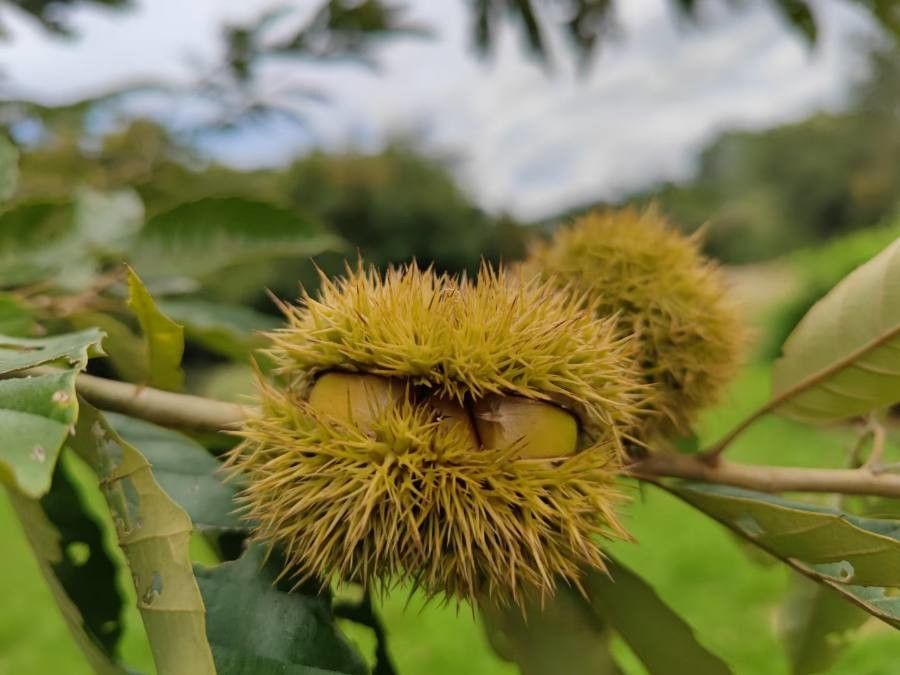 Castanea mollissima fruit
