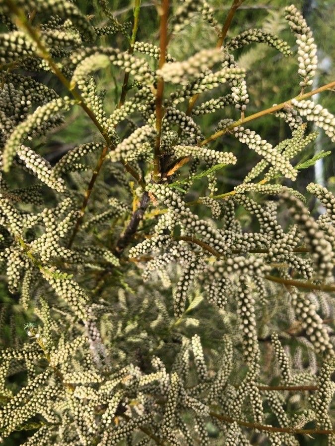 Tamarix canariensis flower