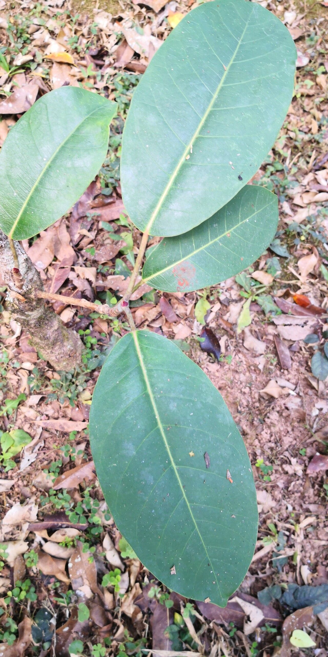 Ficus cornelisiana — houseplant care guide