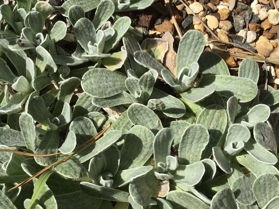 Helichrysum basalticum — search result for 'Helichrysum'