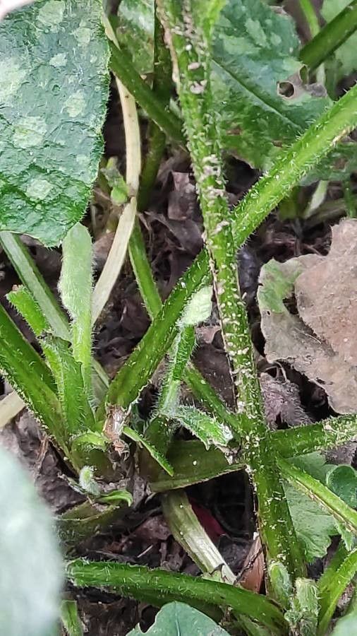 Pulmonaria affinis bark