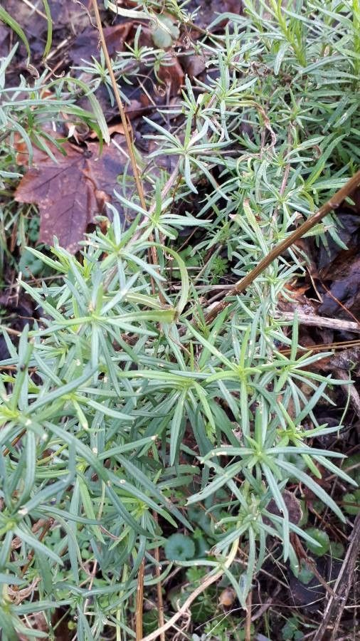 Linaria genistifolia leaf