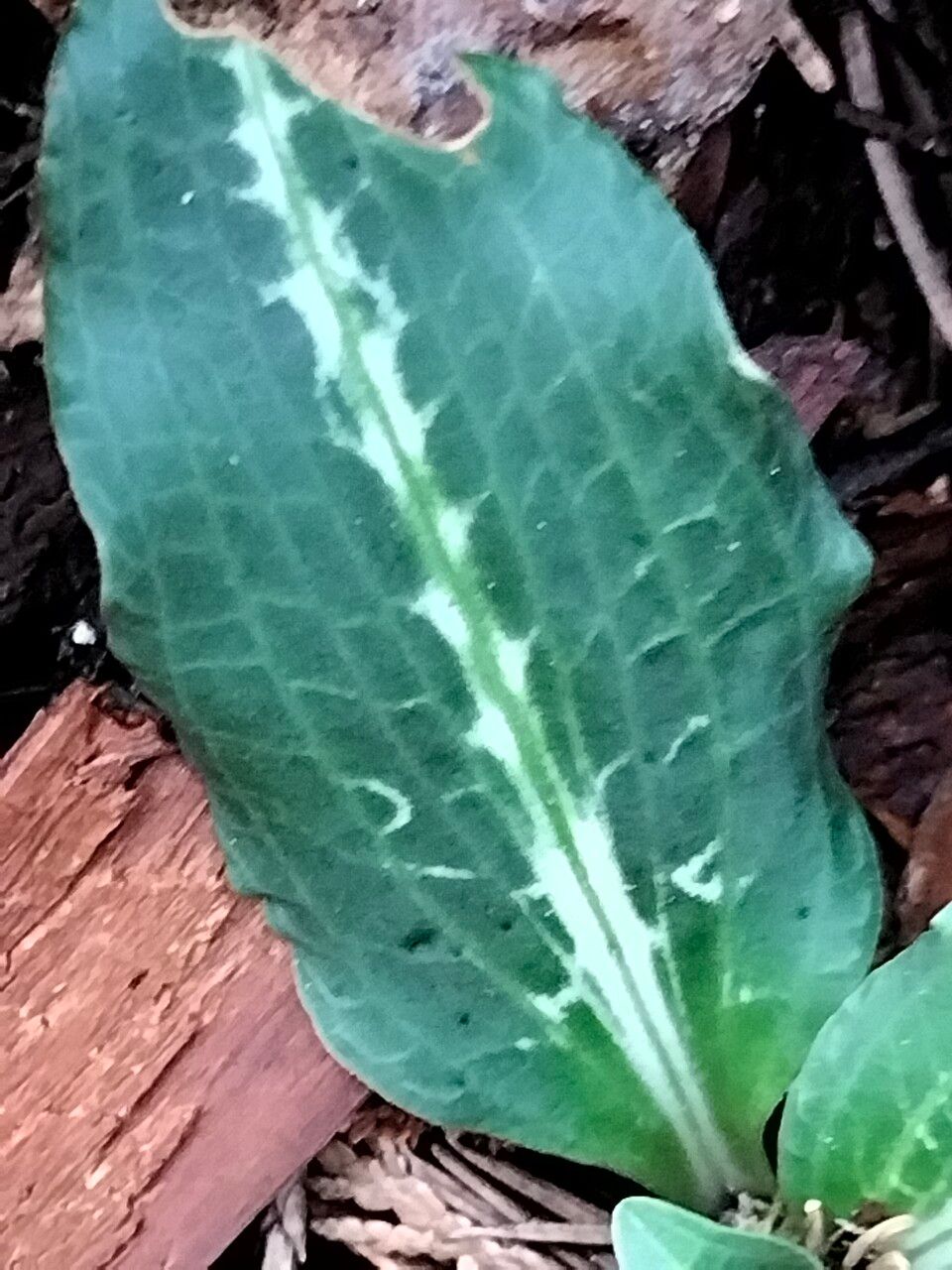Goodyera oblongifolia — search result for 'Alaska'