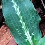 Goodyera oblongifolia