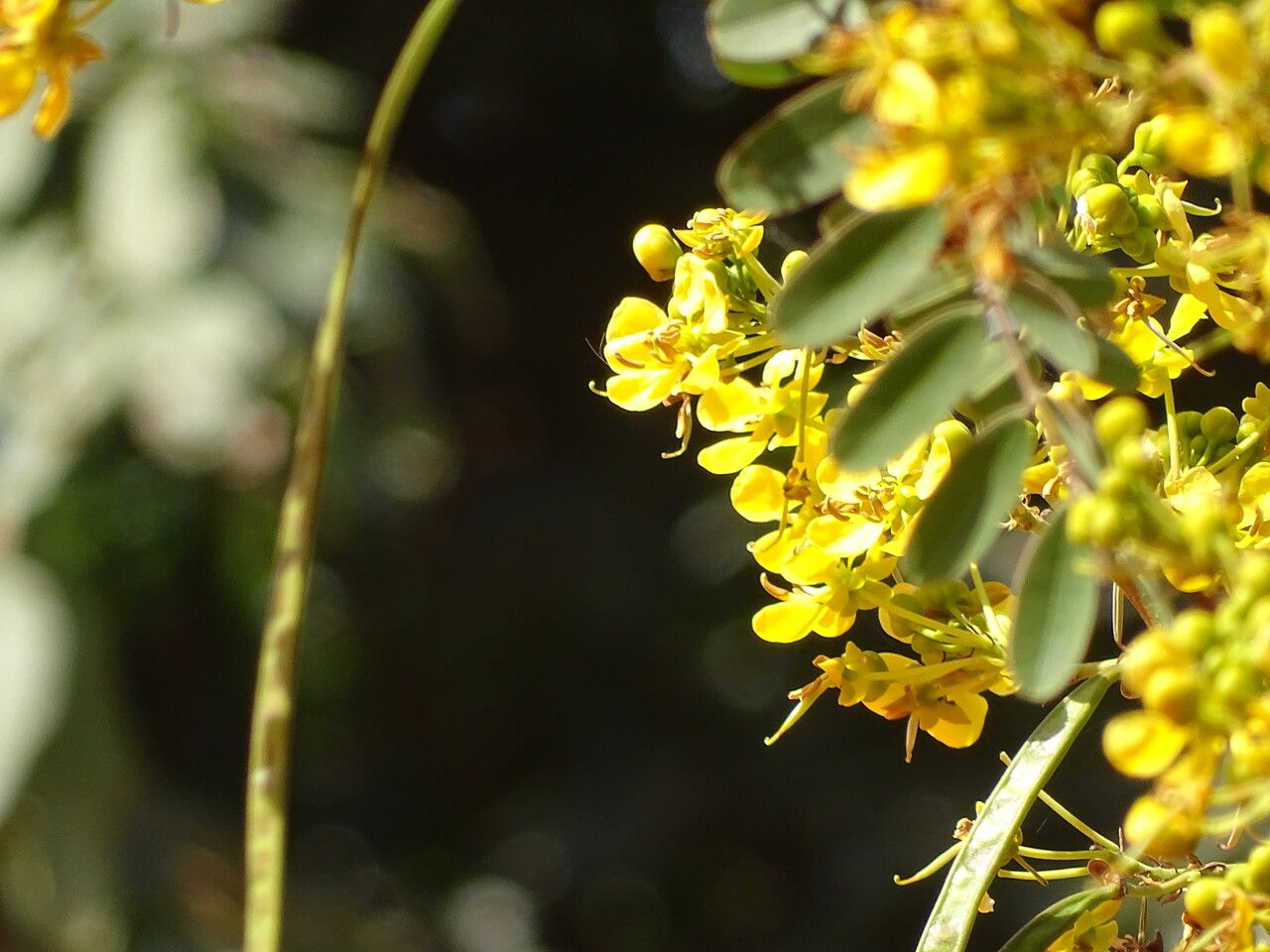 Senna siamea flower