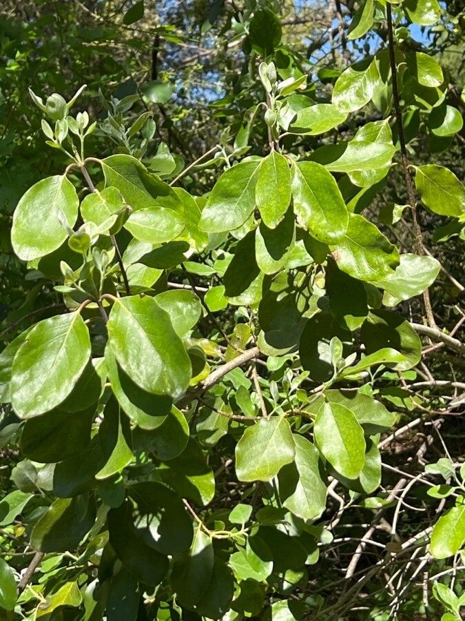 Garrya ovata — houseplant care guide