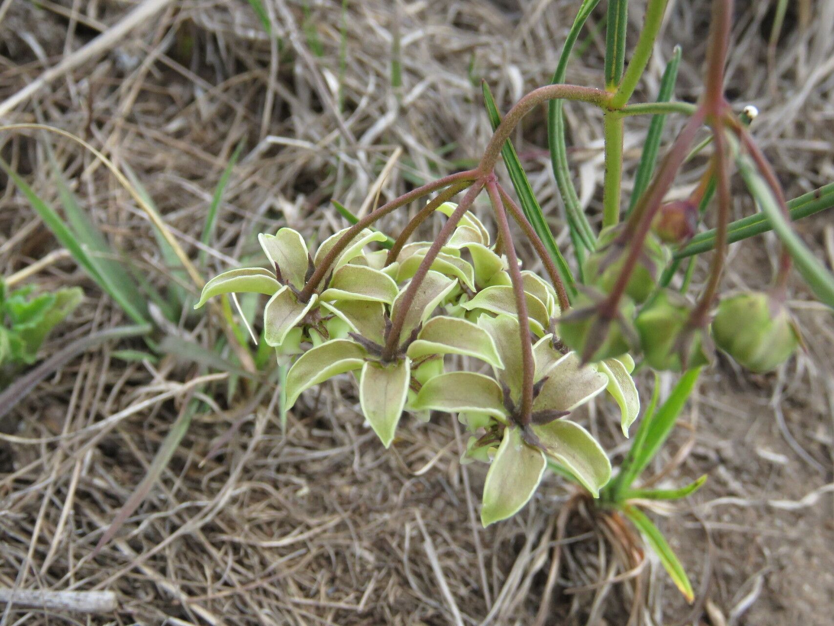 Asclepias amabilis