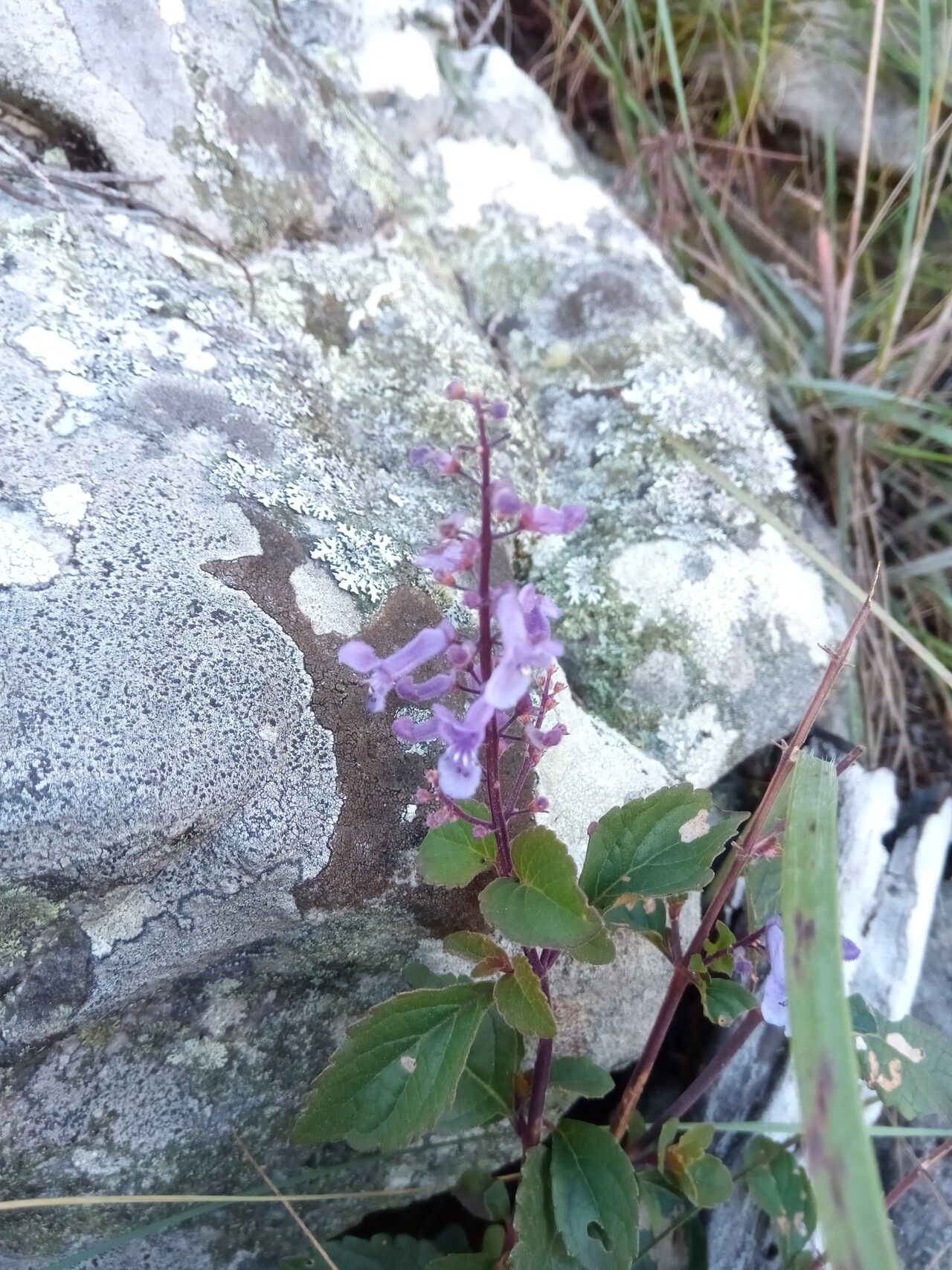 Plectranthus secundiflorus — search result for 'Plectranthus'