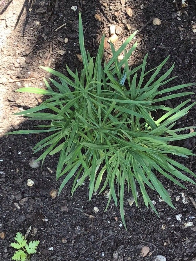 Erysimum bicolor — search result for 'Erysimum'