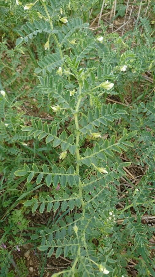 Cicer arietinum