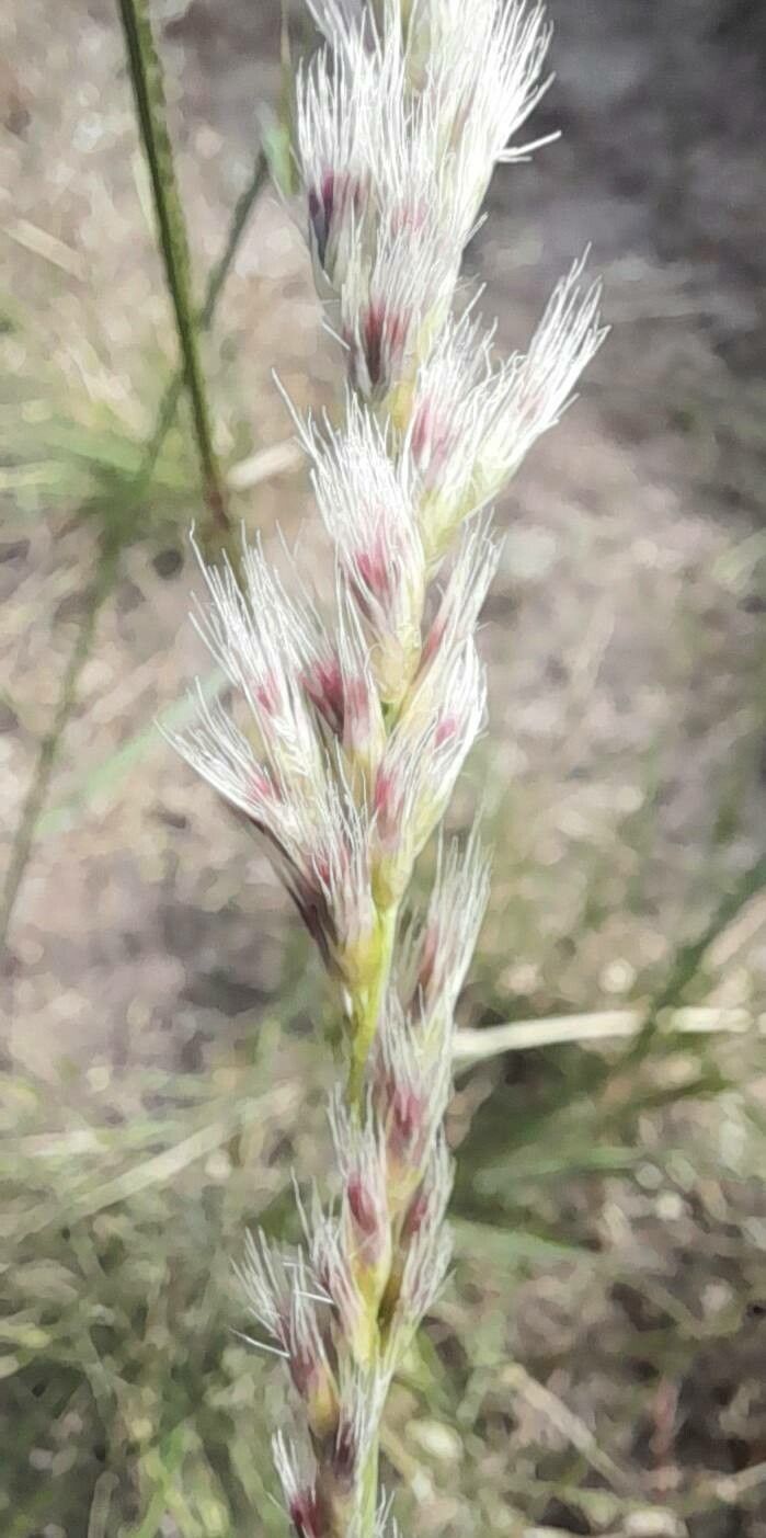 Pappophorum mucronulatum flower