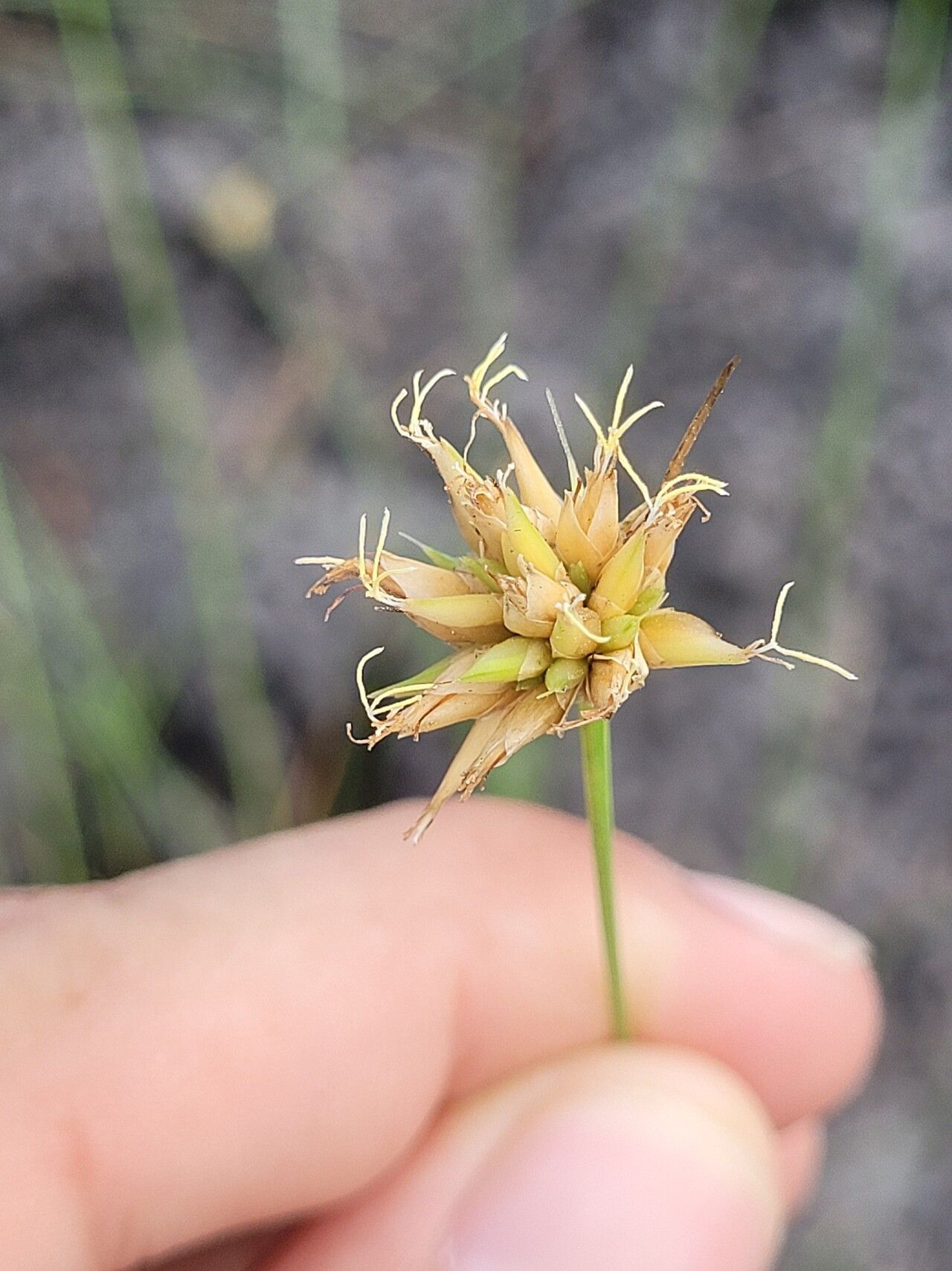 Rhynchospora globosa — houseplant care guide