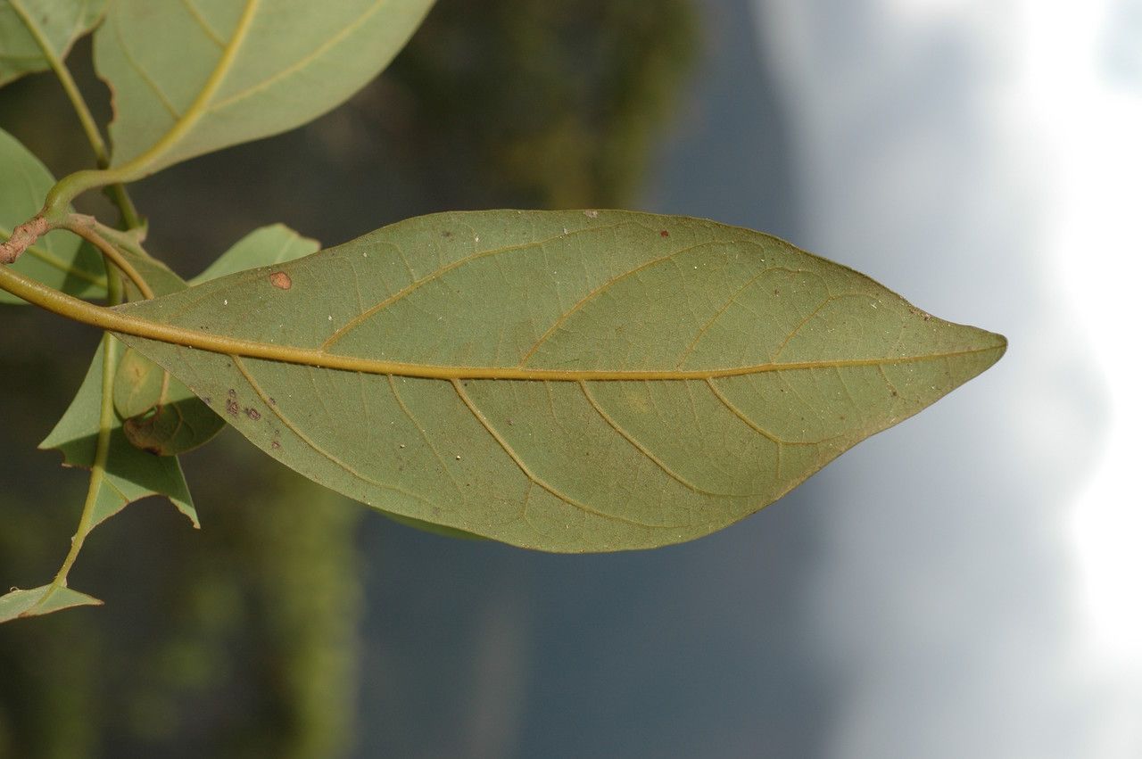 Litsea miana — search result for 'Litsea'