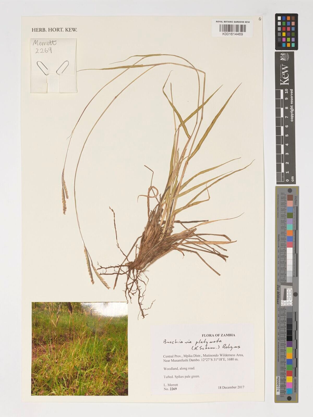 Urochloa platynota — houseplant care guide