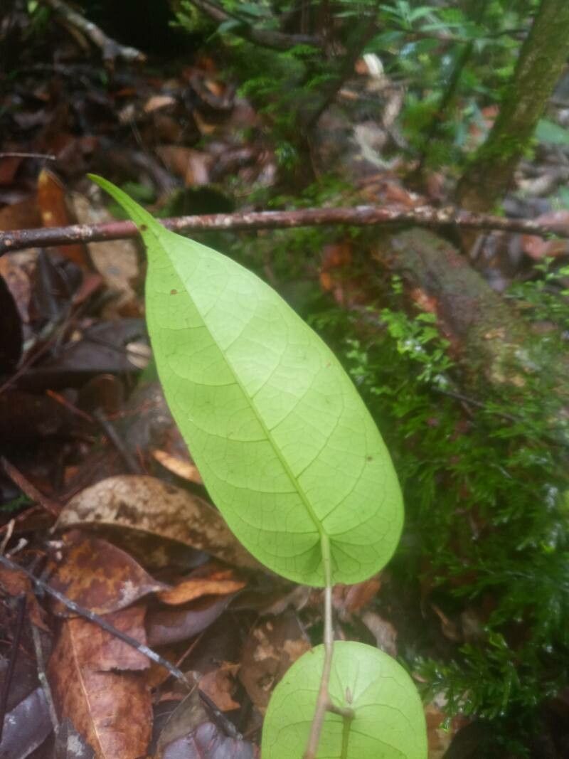 Shorea peltata leaf