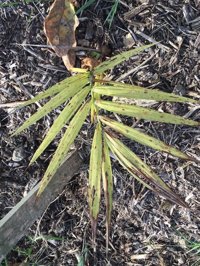 Chamaedorea radicalis — search result for 'Chamaedorea'