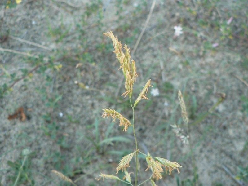 Festuca arenaria — houseplant care guide