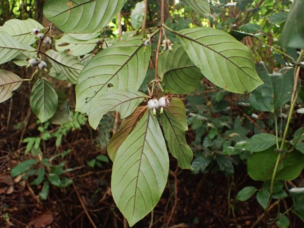 Sabicea dinklagei — houseplant care guide