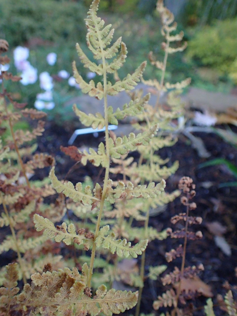 Woodsia obtusa habit