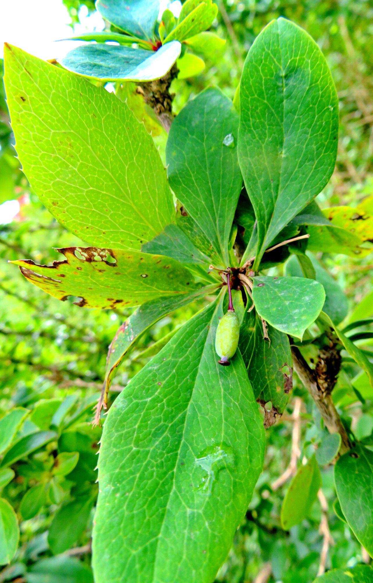 Berberis orthobotrys fruit