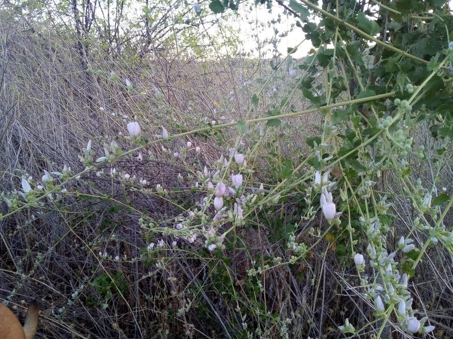 Malacothamnus densiflorus — related species from the same genus