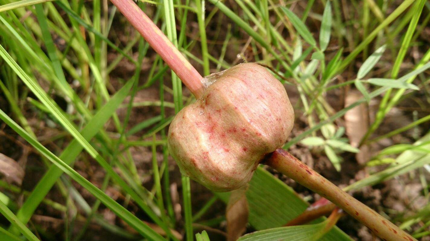 Crinum uniflorum fruit
