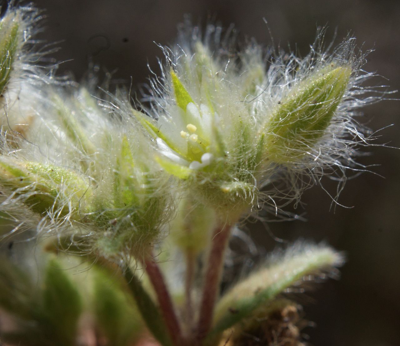 Cerastium comatum fruit