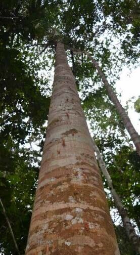 Dysoxylum gaudichaudianum bark