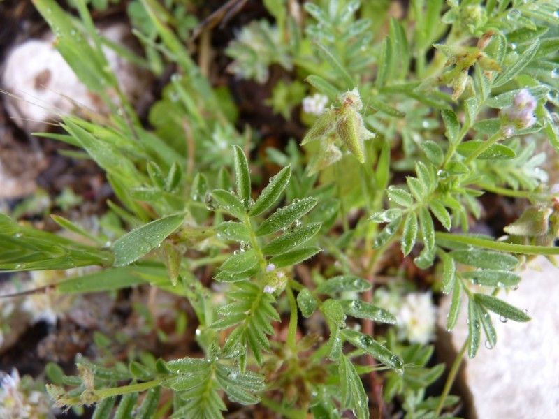Biserrula epiglottis leaf