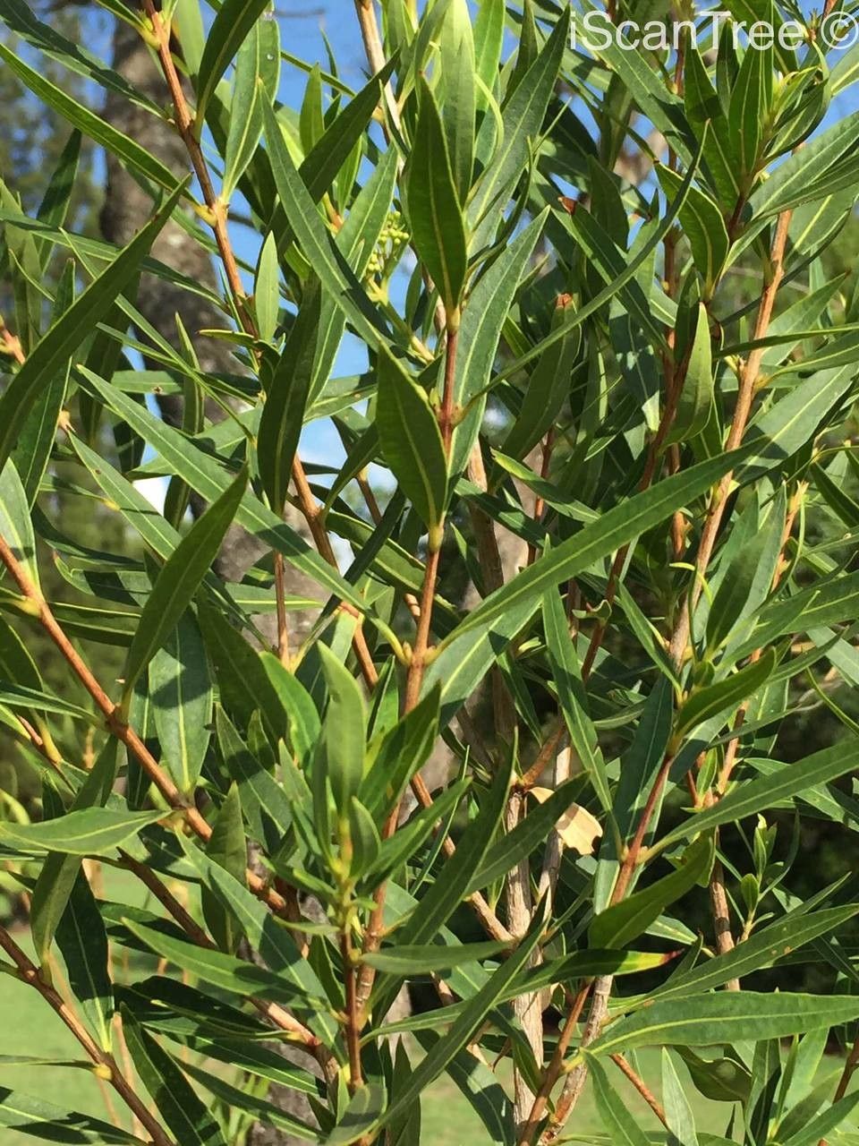 Metrosideros angustifolia