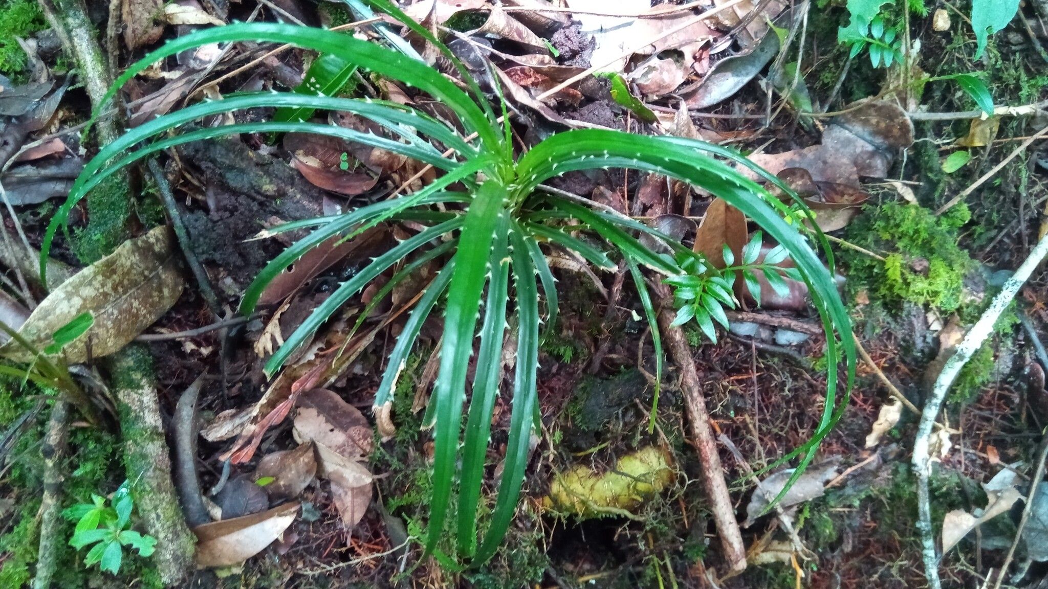 Pandanus dyckioides — houseplant care guide