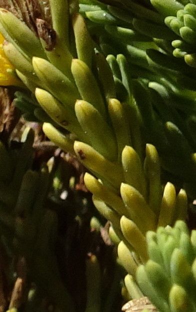 Werneria juniperina — houseplant care guide