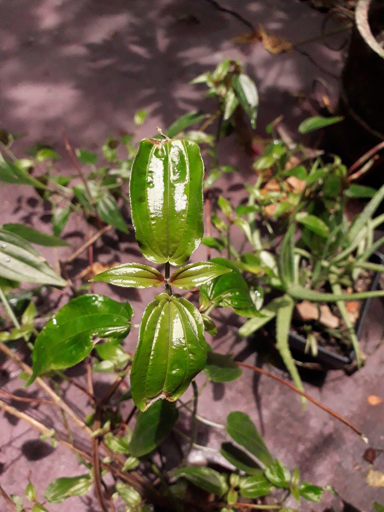 Aciotis circaeifolia — related species from the same genus