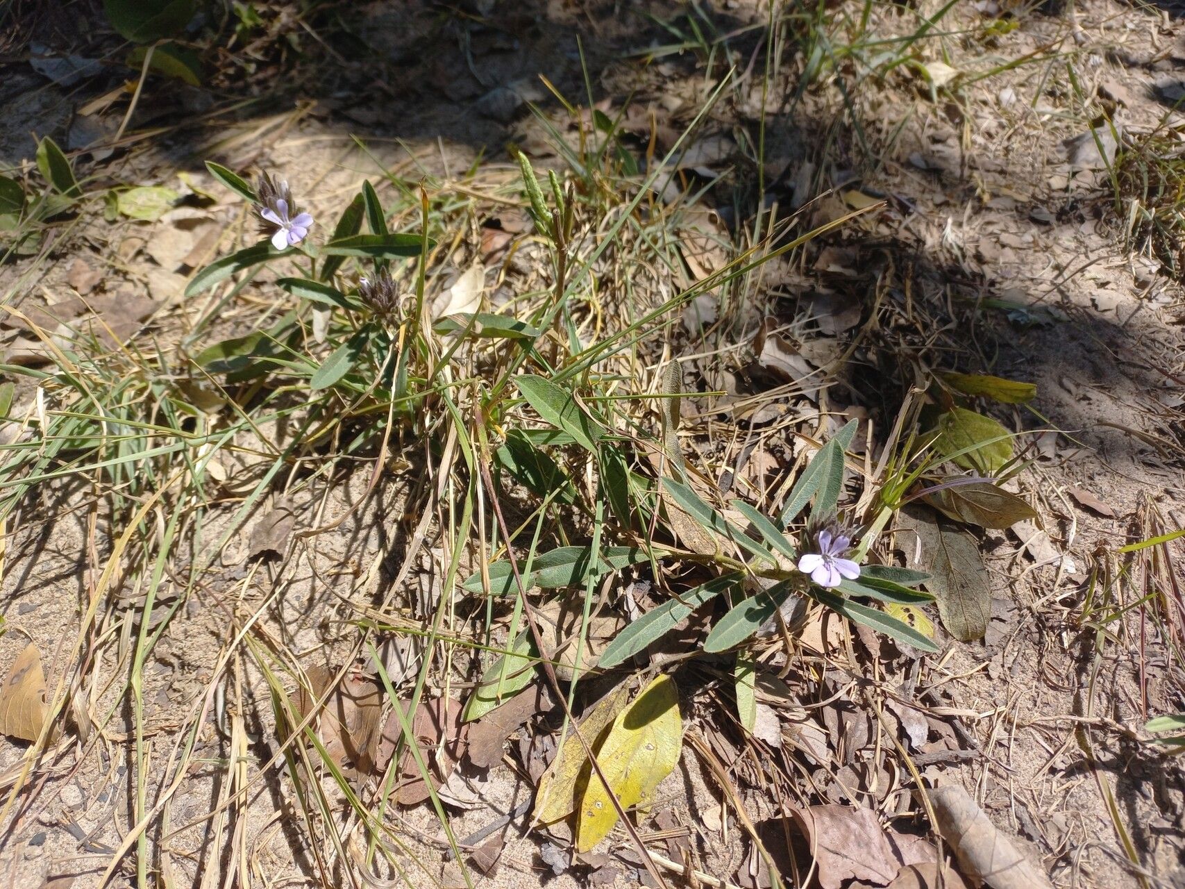 Barleria phaylopsis habit