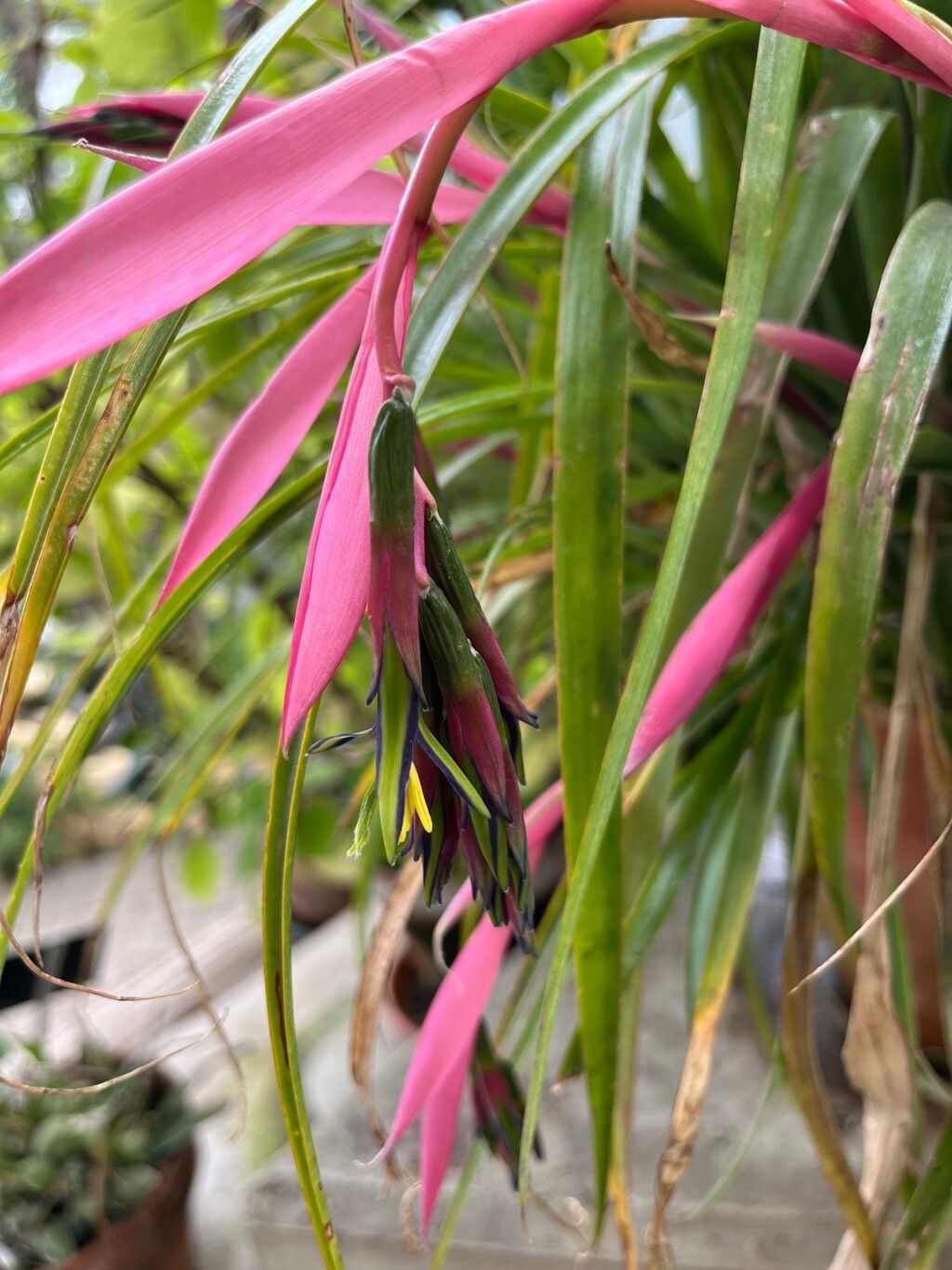 Billbergia eloisiae flower