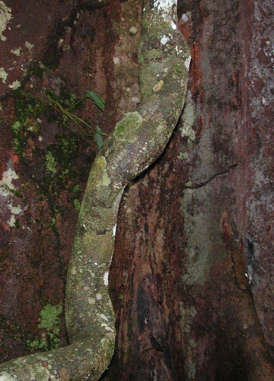 Gnetum leyboldii bark