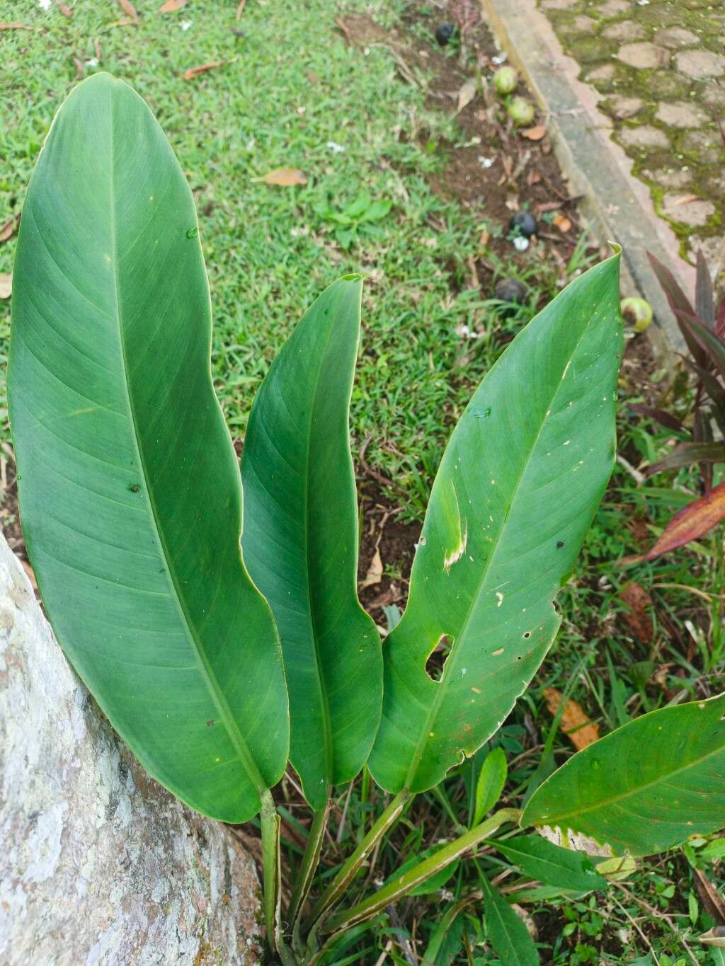 Scindapsus geniculatus