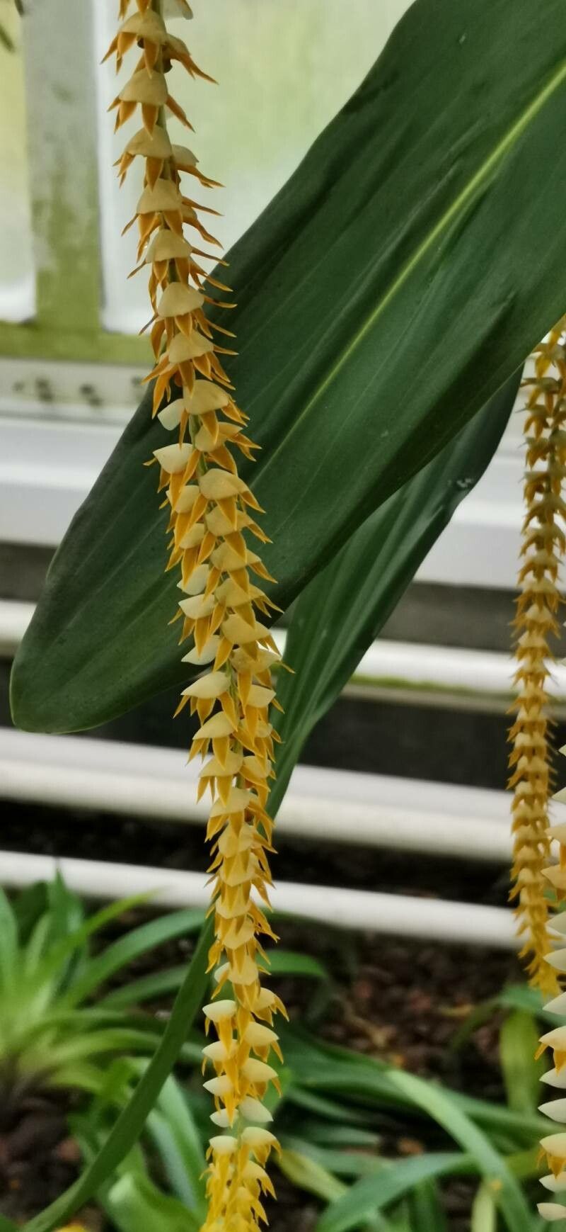 Coelogyne latifolia flower
