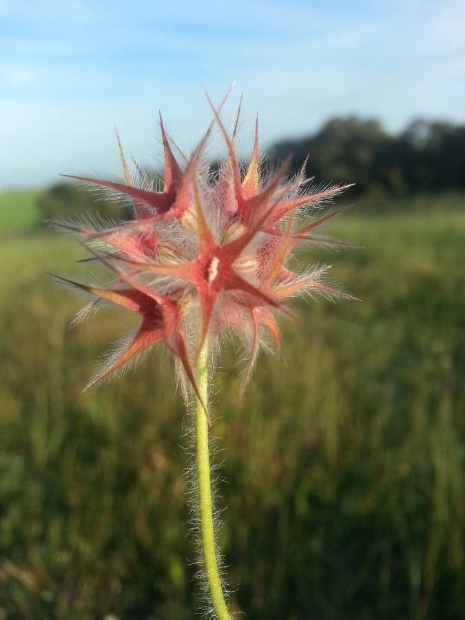 Trifolium stellatum flower